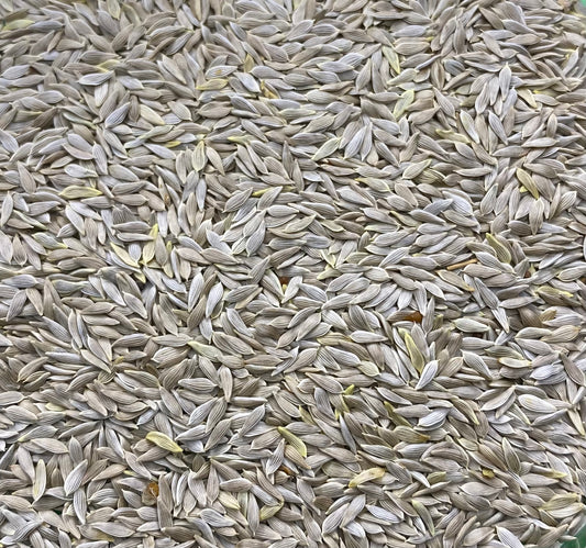 lettuce seed