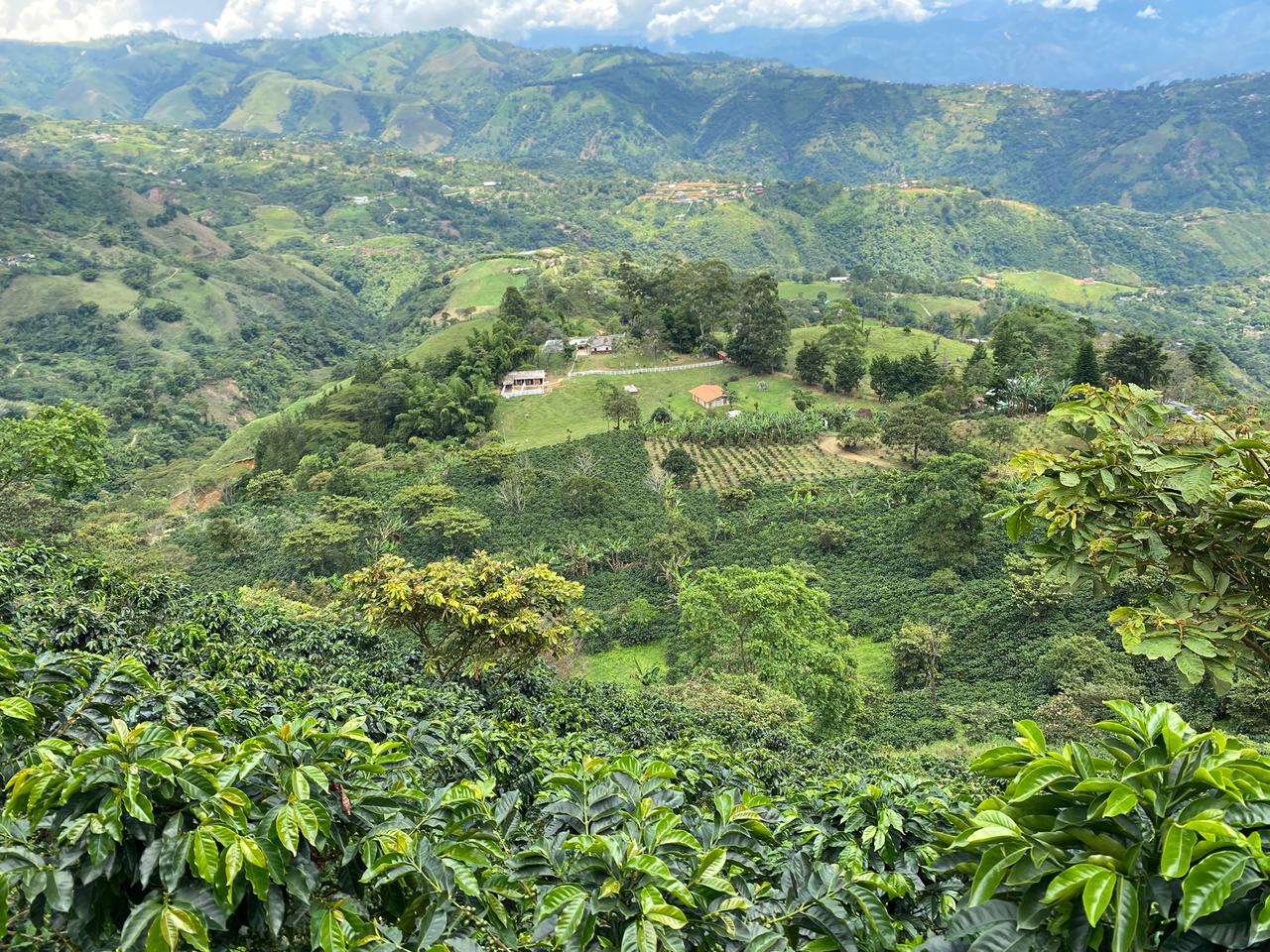 Café Natural