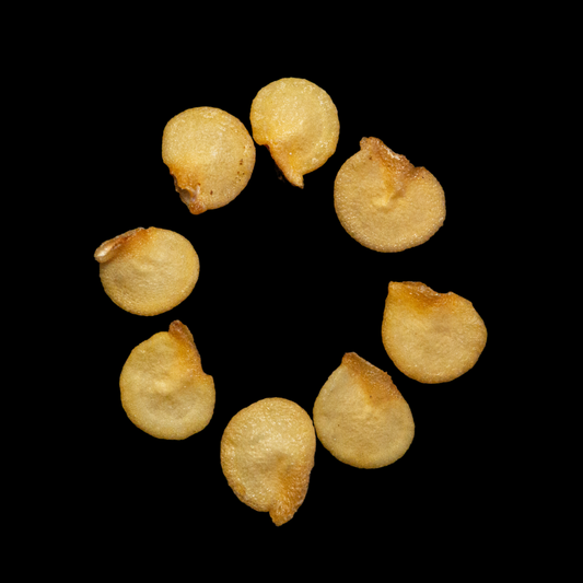 Semilla pimentón criollo