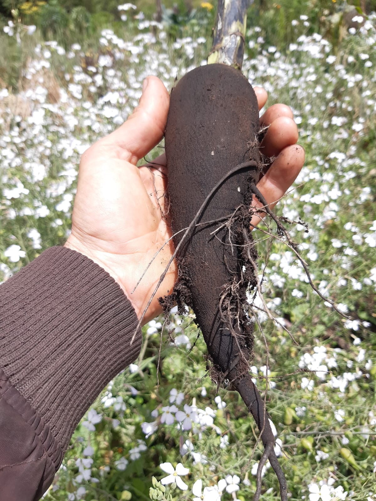 Semilla rábano negro