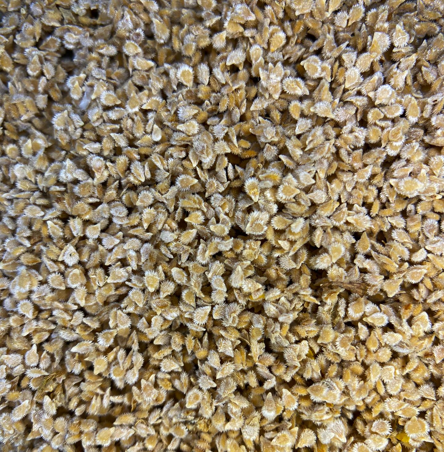 Red Cherry Tomato Seed (0.5g)