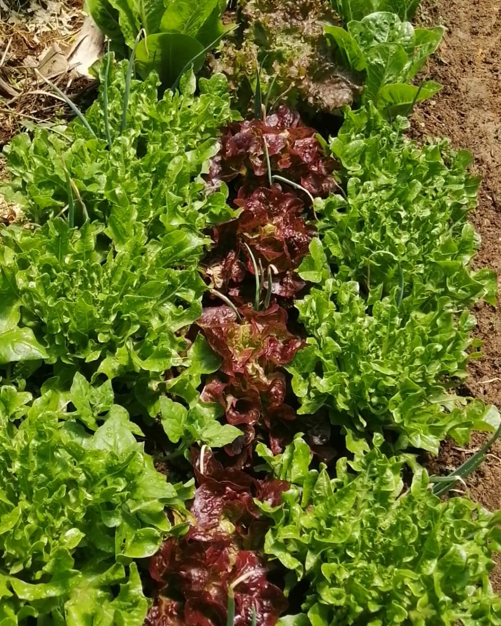 Crisp purple lettuce (1 unit)