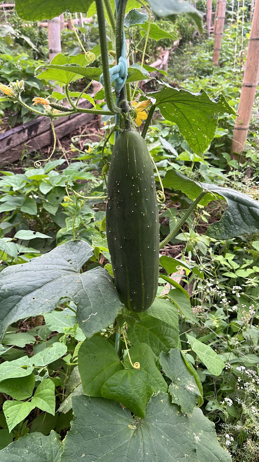 Pepino cohombro (500g)