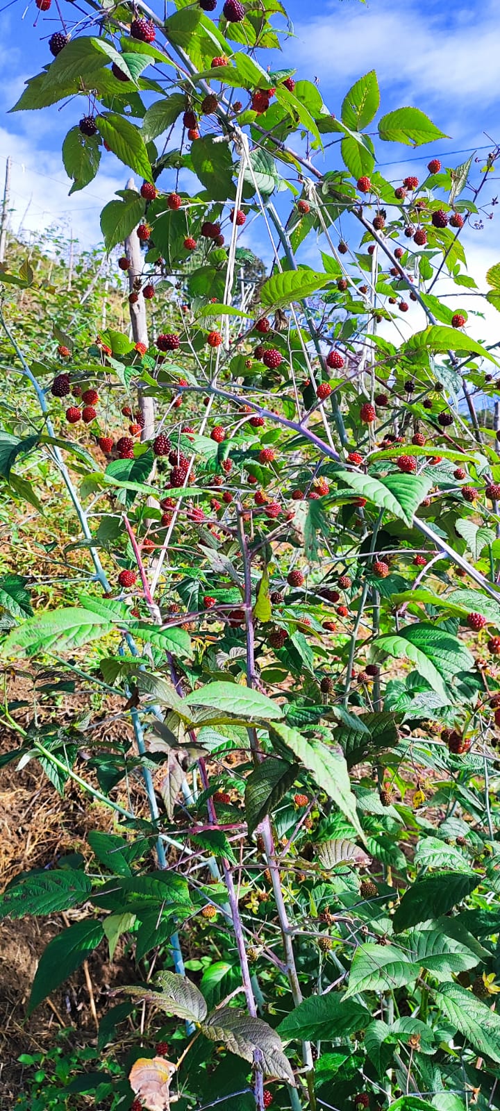 Mora (1kg)