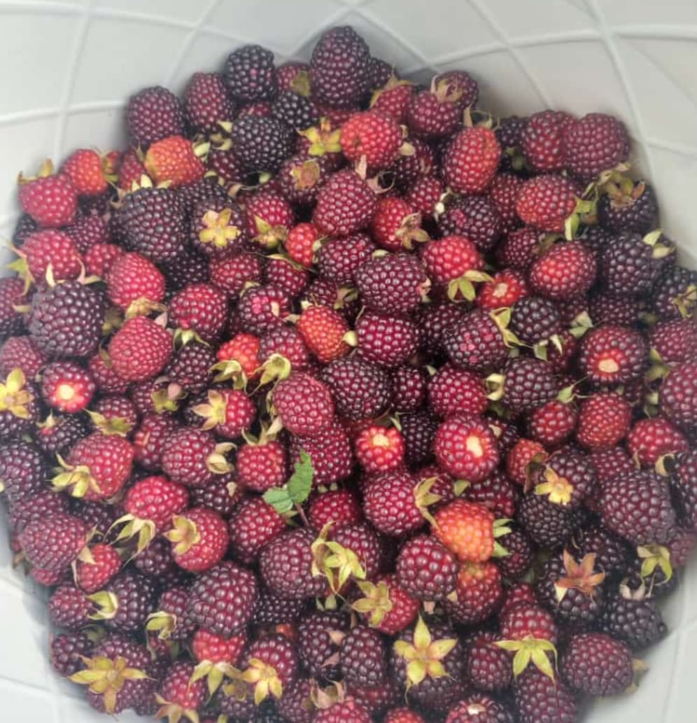 Mora (1kg)