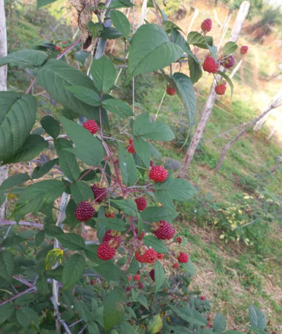 Mora (1kg)