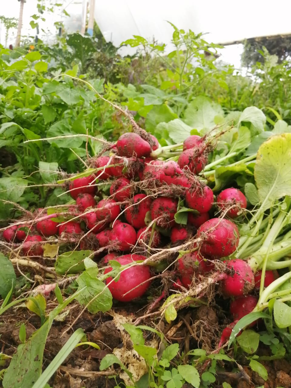 Rábano rojo (500g)