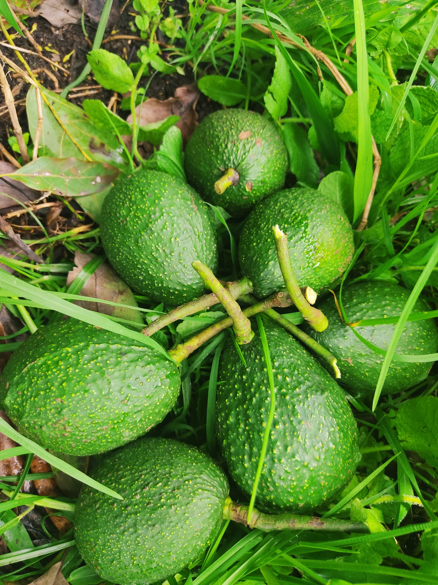 Aguacate Hass (1kg)