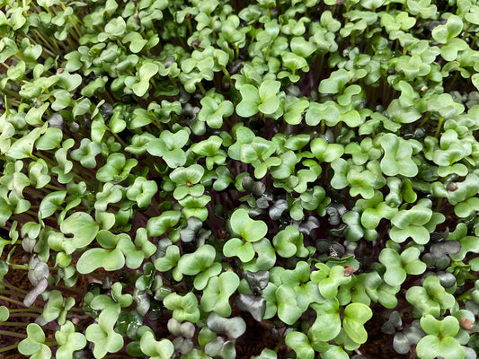 Microbrotes (30g)