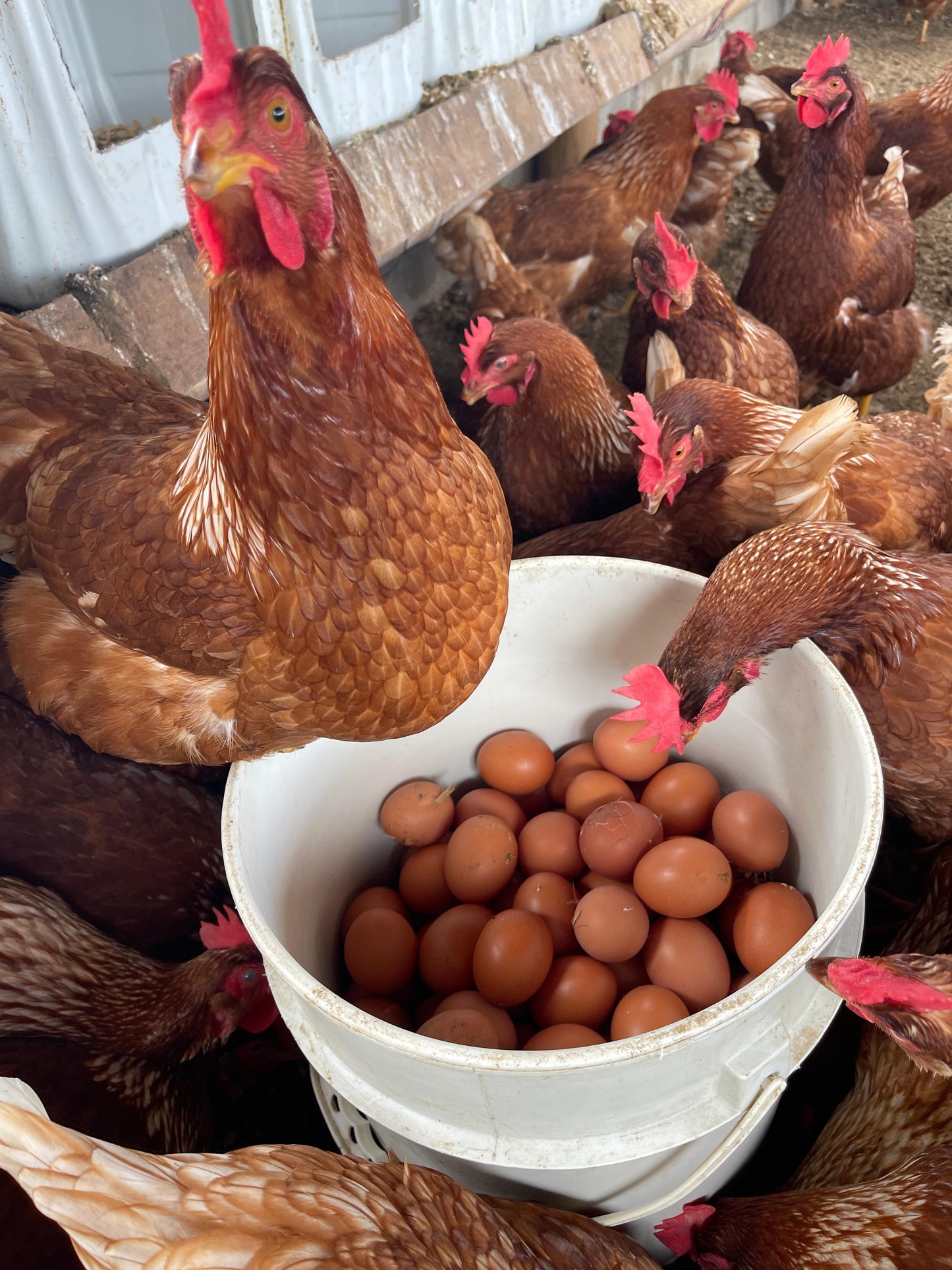 Huevos campesinos (30uds)
