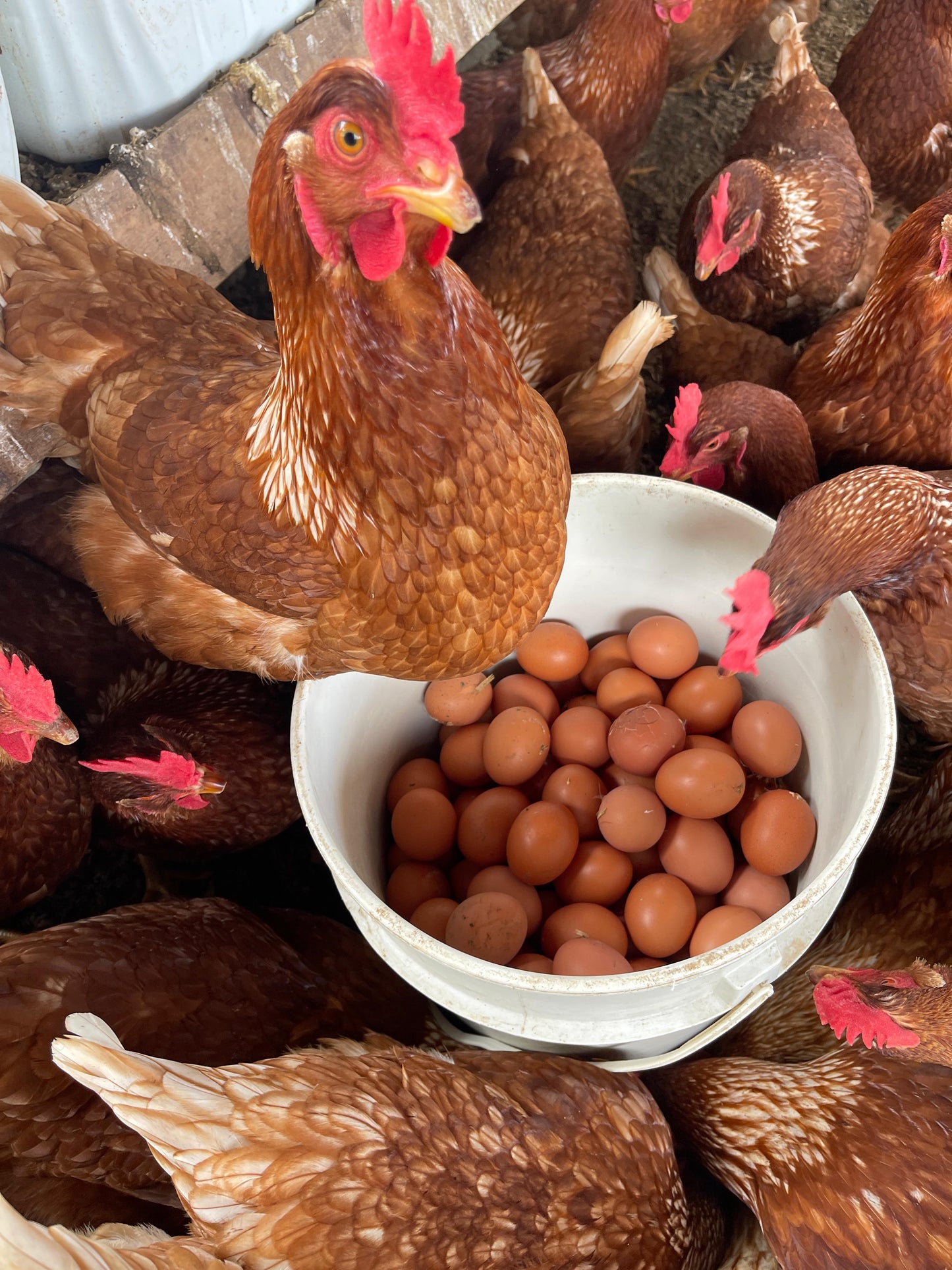 Huevos campesinos (30uds)