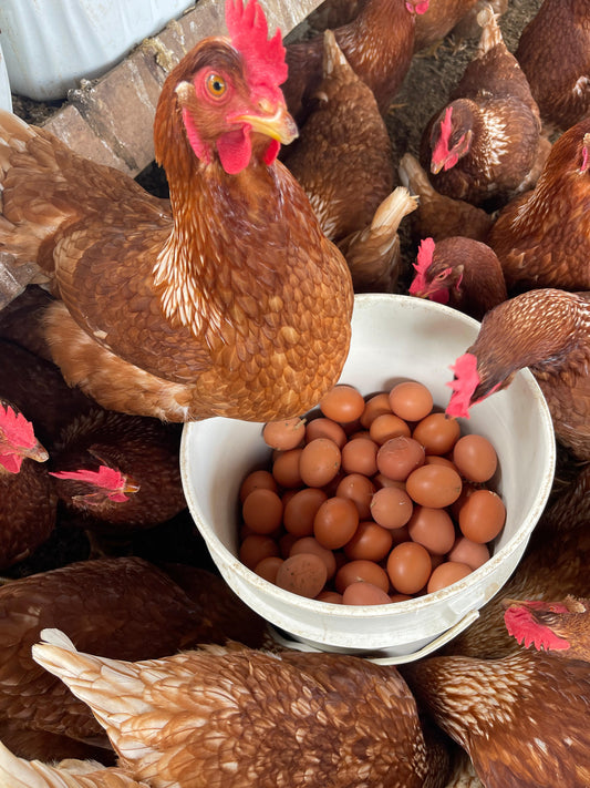 Huevos campesinos (30uds)