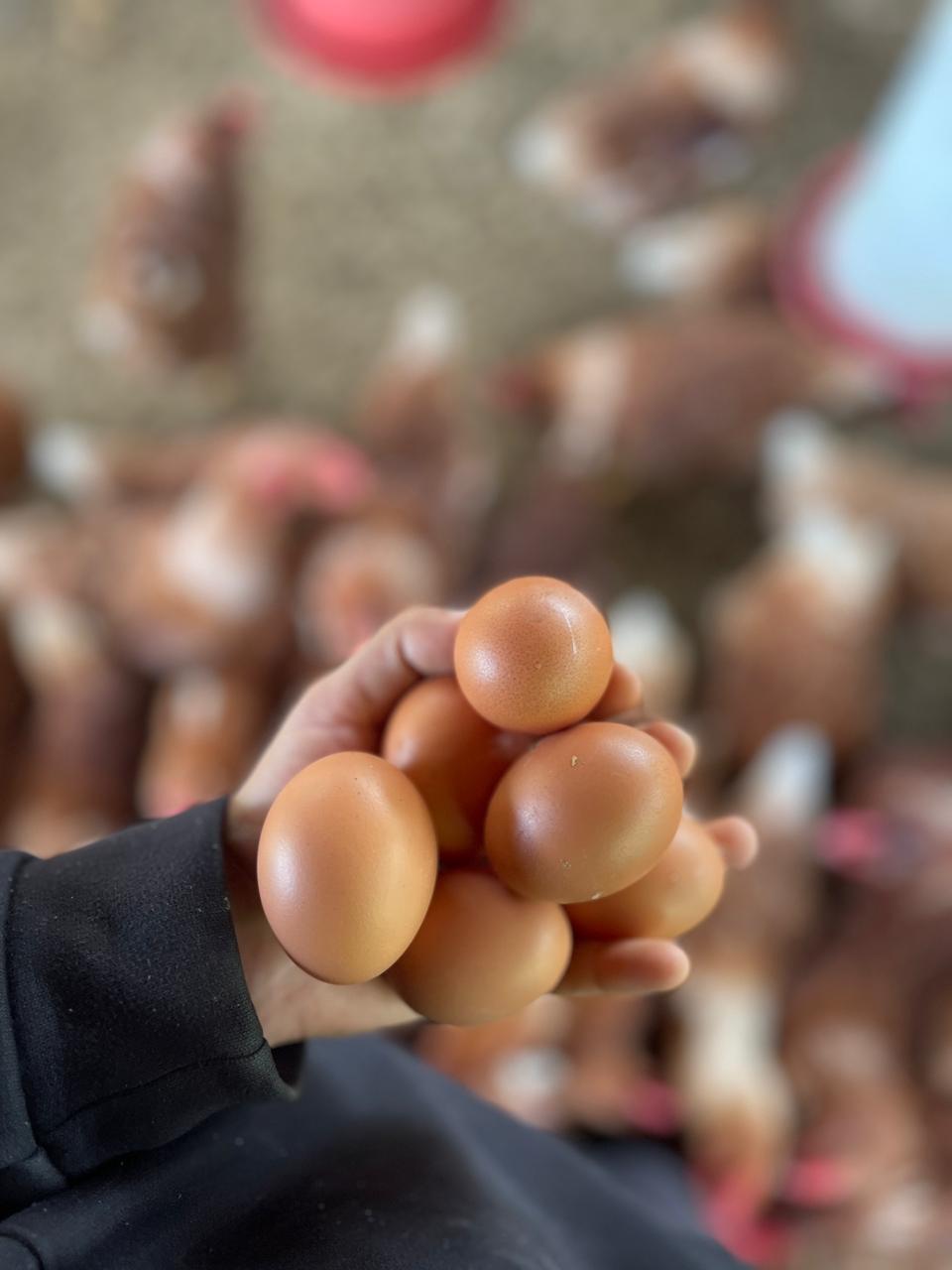 Huevos campesinos (30uds)