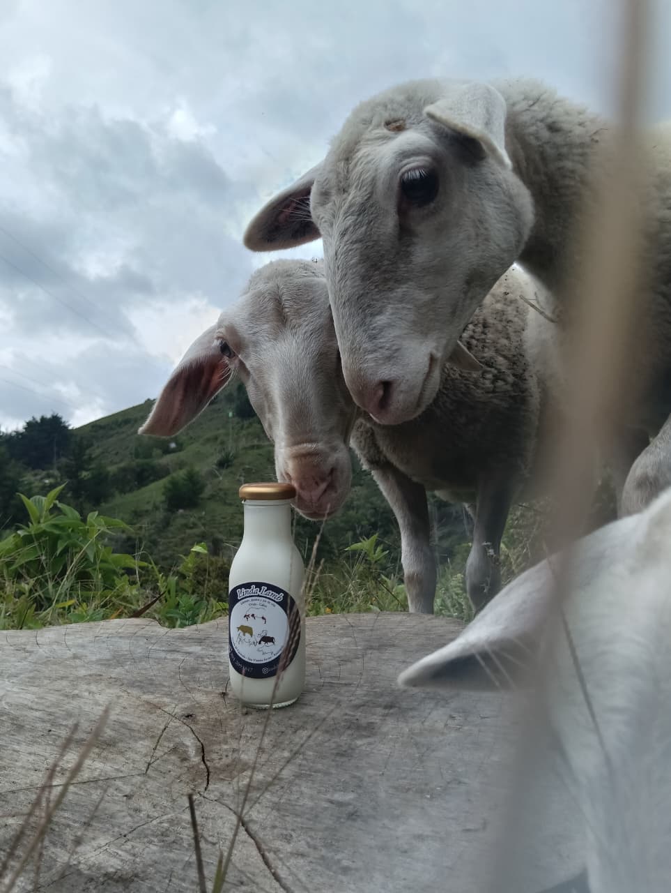 Yogur de oveja entero bebible (250ml)