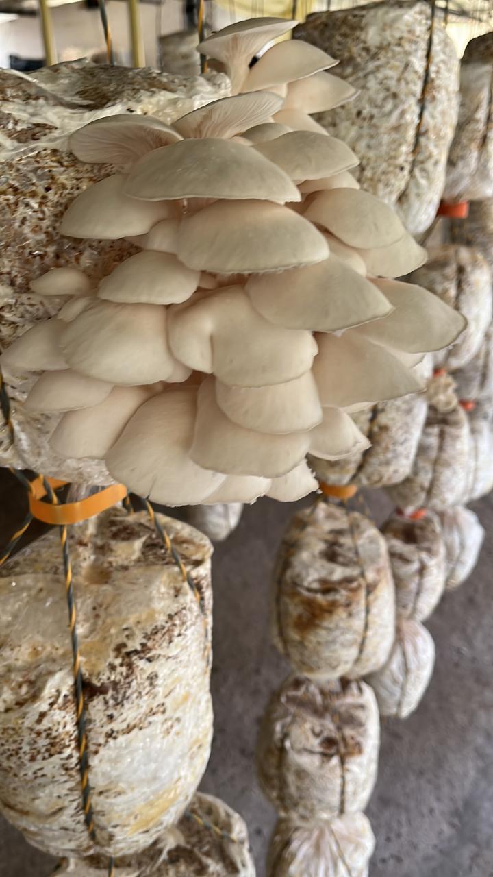 Orellanas frescas (500g)