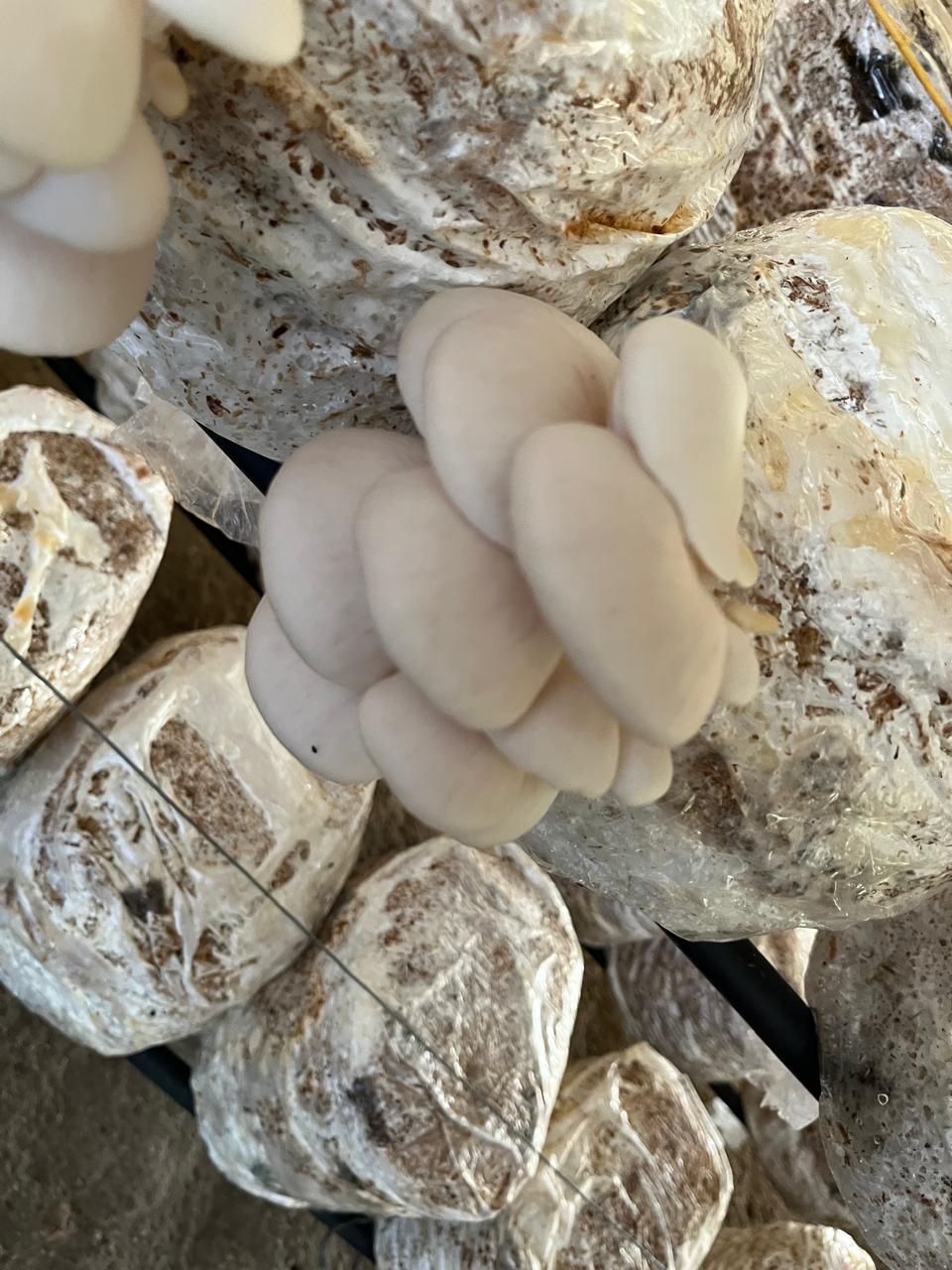Orellanas frescas (500g)