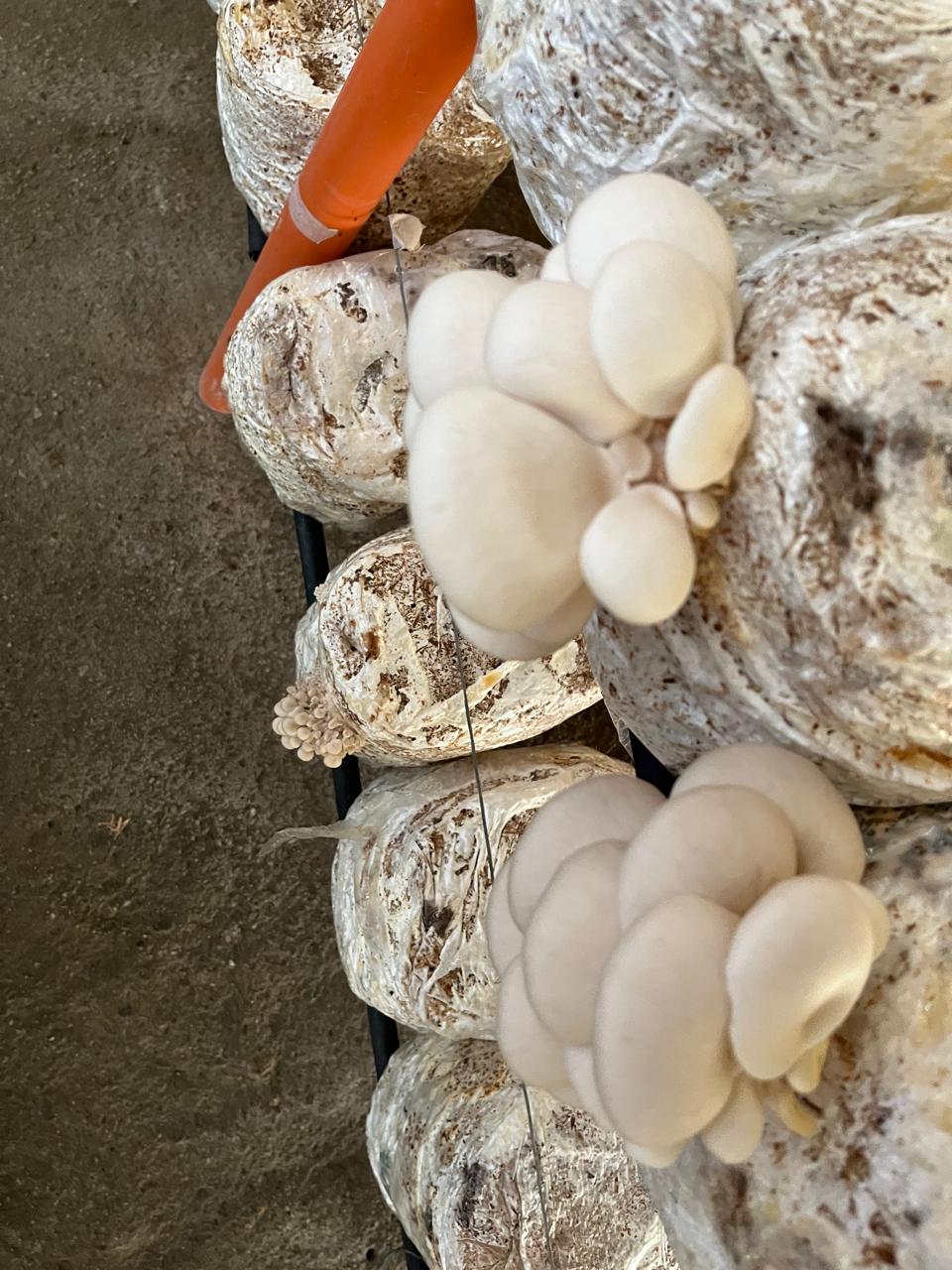 Orellanas frescas (500g)