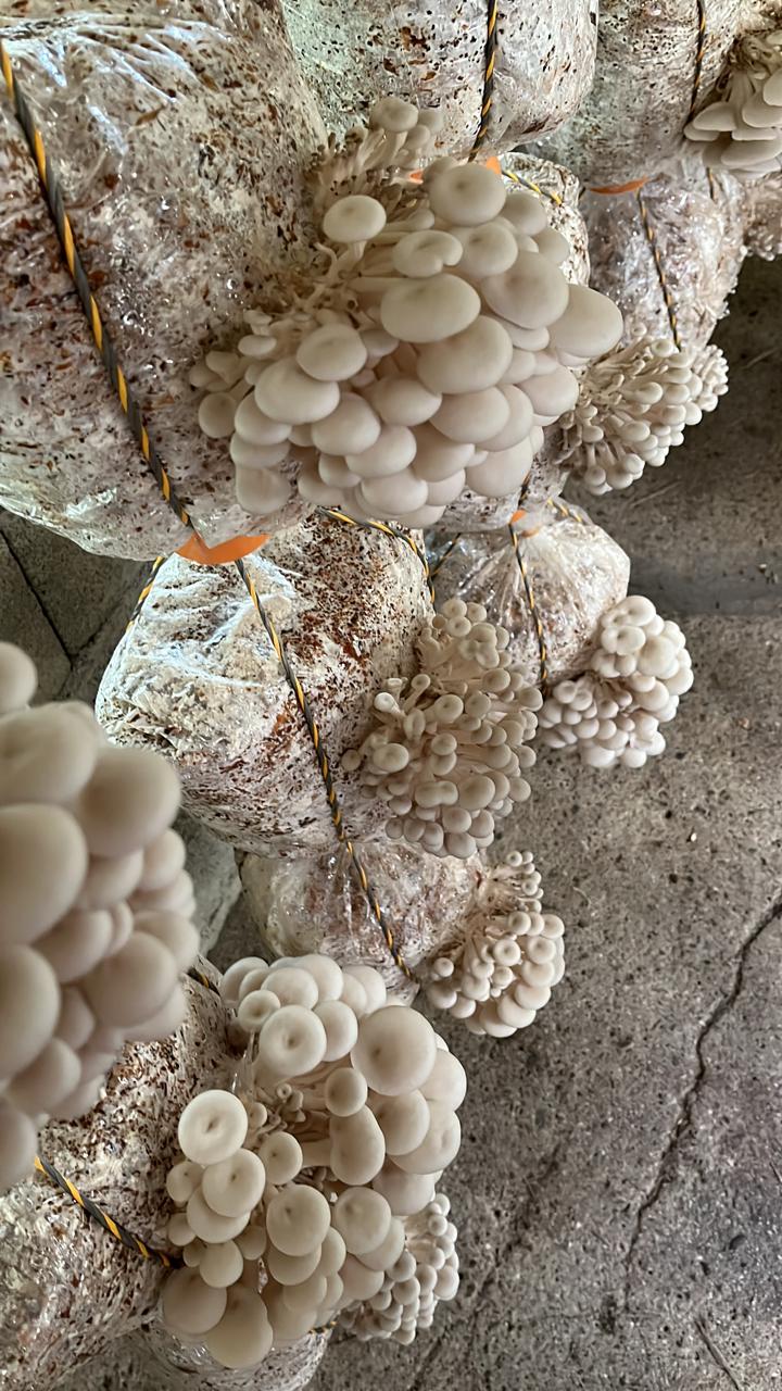 Orellanas frescas (500g)