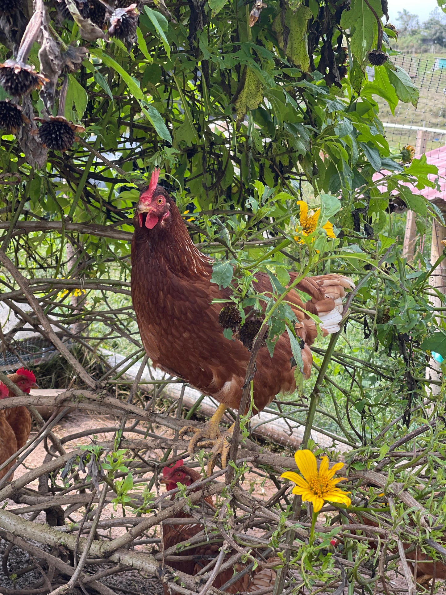 Huevos campesinos (30uds)