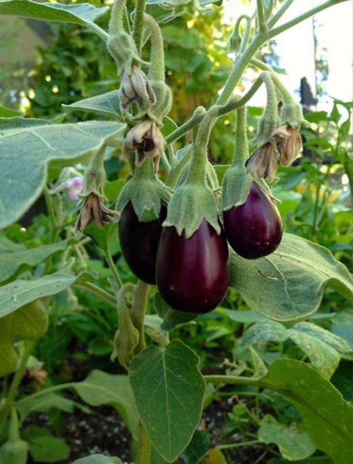 Berenjena (500g)