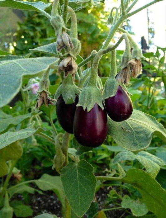 Berenjena (500g)