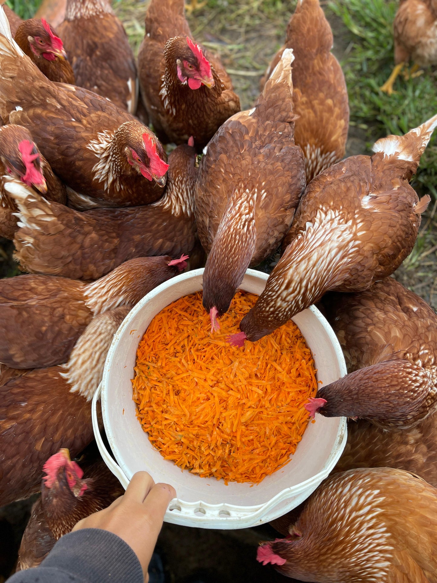 Huevos campesinos (30uds)