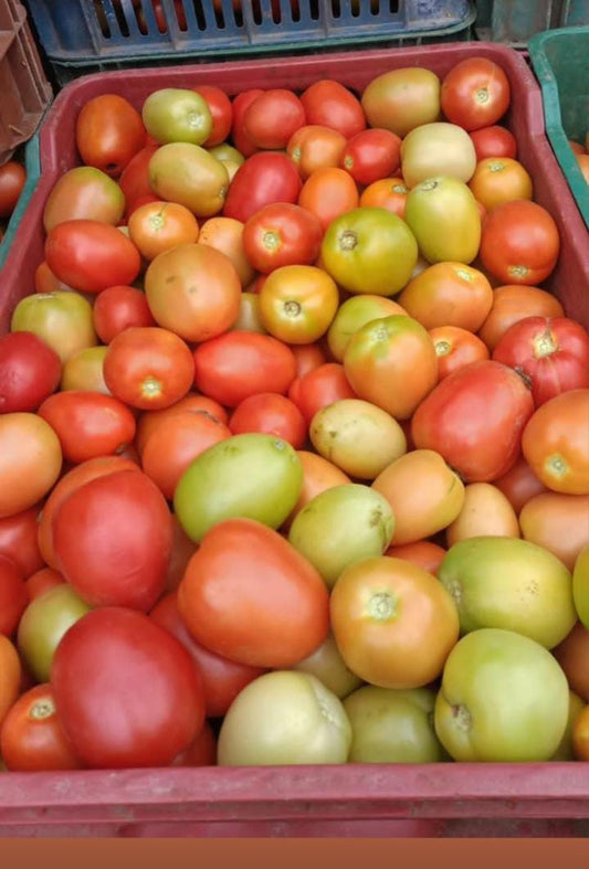 Tomate chonto (kg)