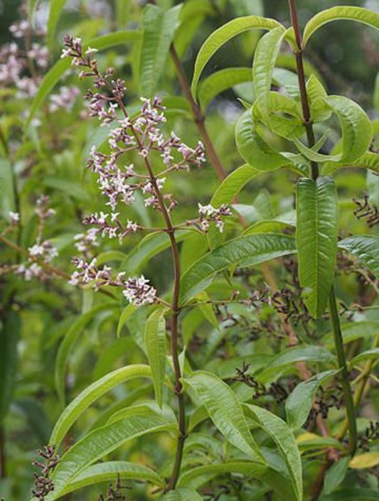 Cidrón (100g)