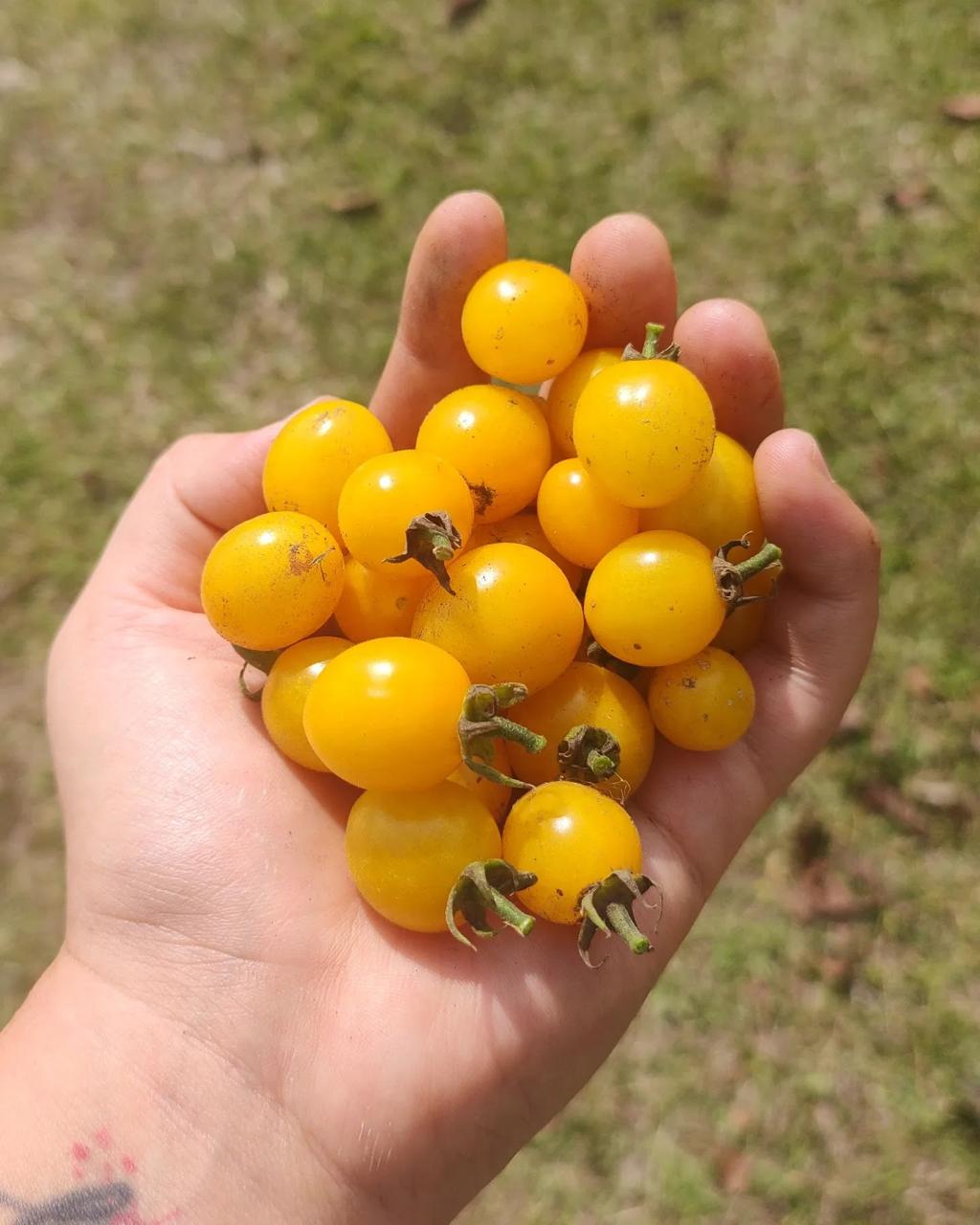 Tomate cherry amarillo (500g)