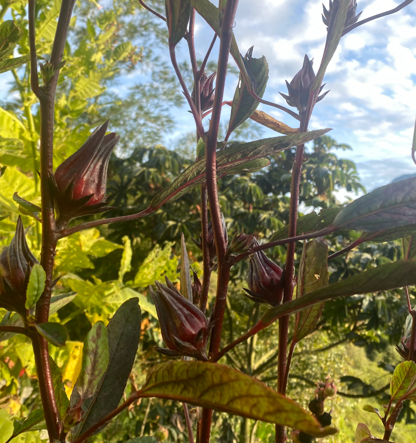 Semilla Flor de Jamaica