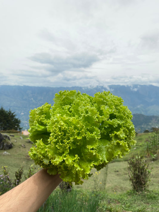 Green frizzy lettuce (1 unit)