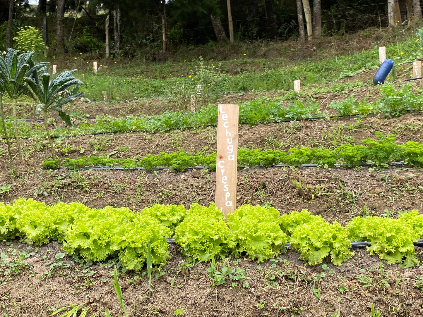 Green frizzy lettuce (1 unit)