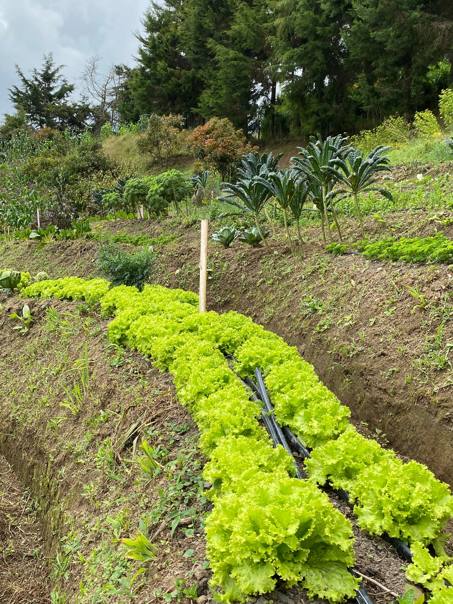 Green frizzy lettuce (1 unit)