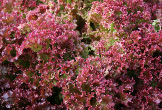 Lechuga crespa morada (1ud)