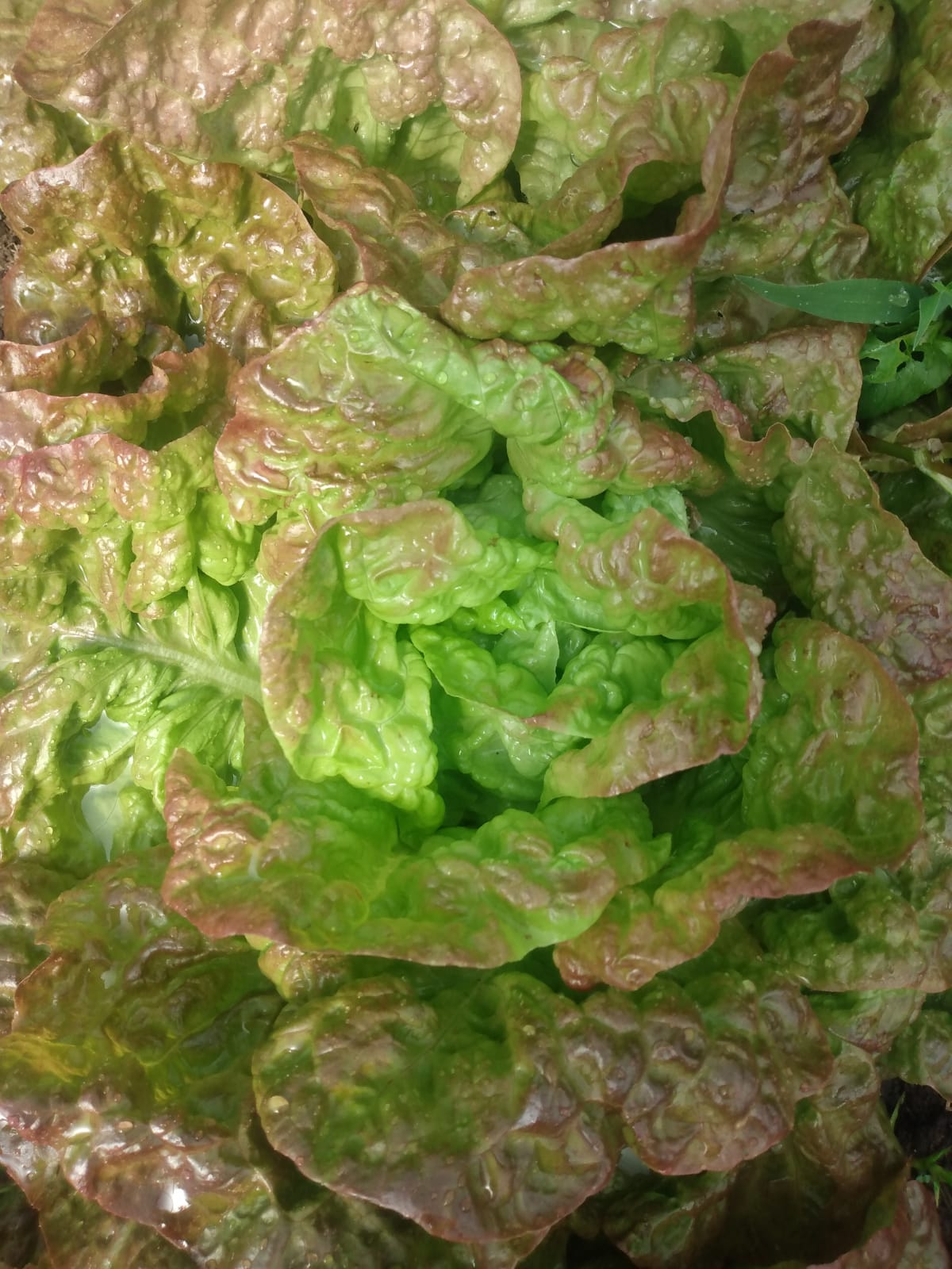 Semilla lechuga estrella roja