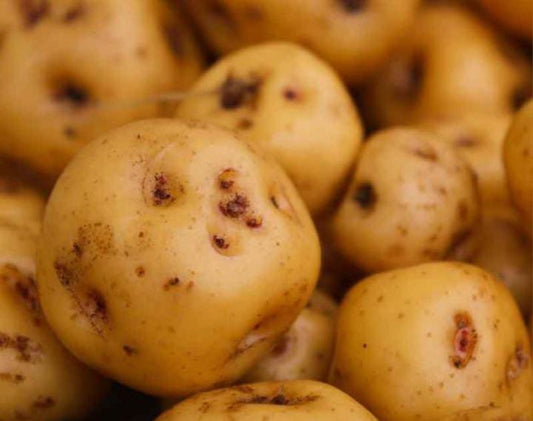 Papa criolla (1kg)