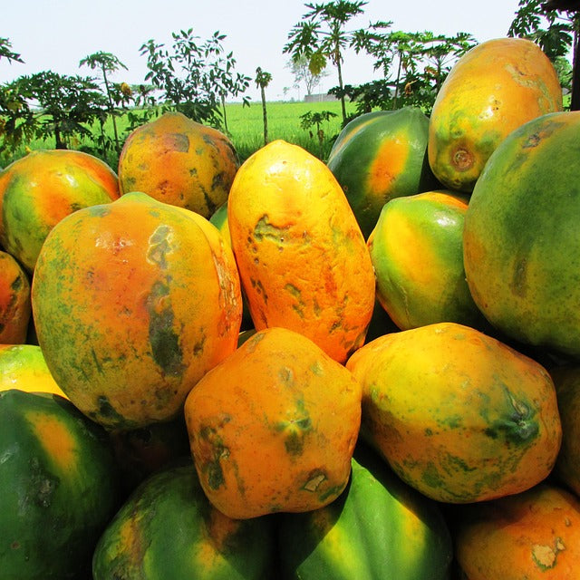 Papaya (1ud)