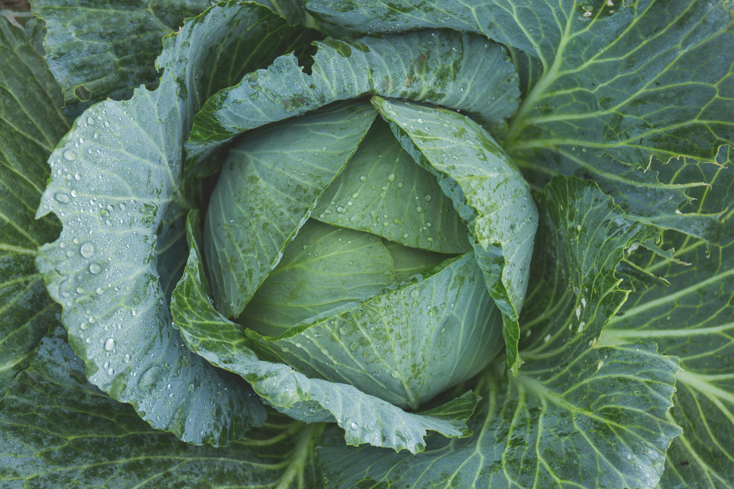 Cabbage (1 unit)