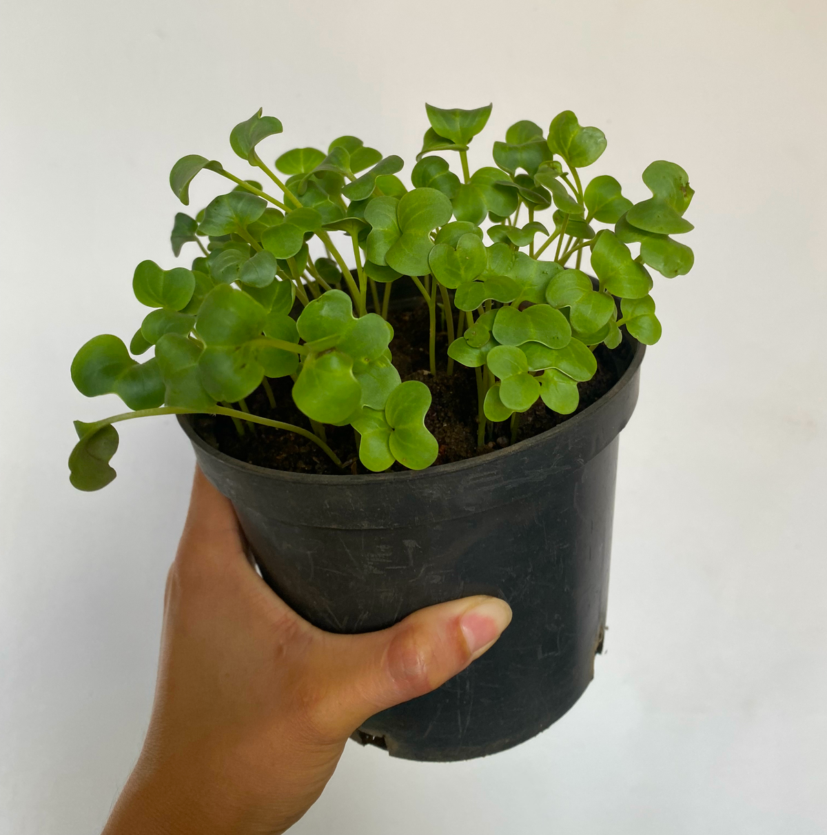 Semilla rábano blanco