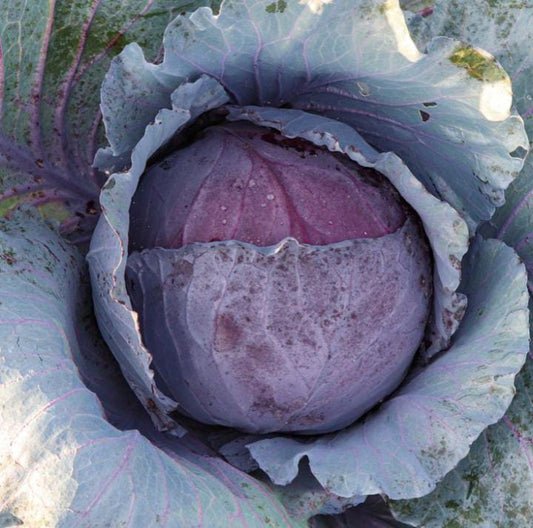 Repollo morado (1ud)