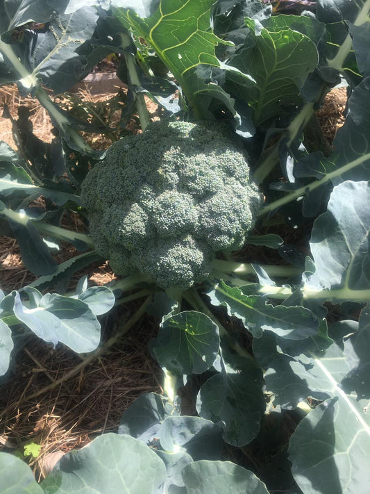 Broccoli (1 unit)