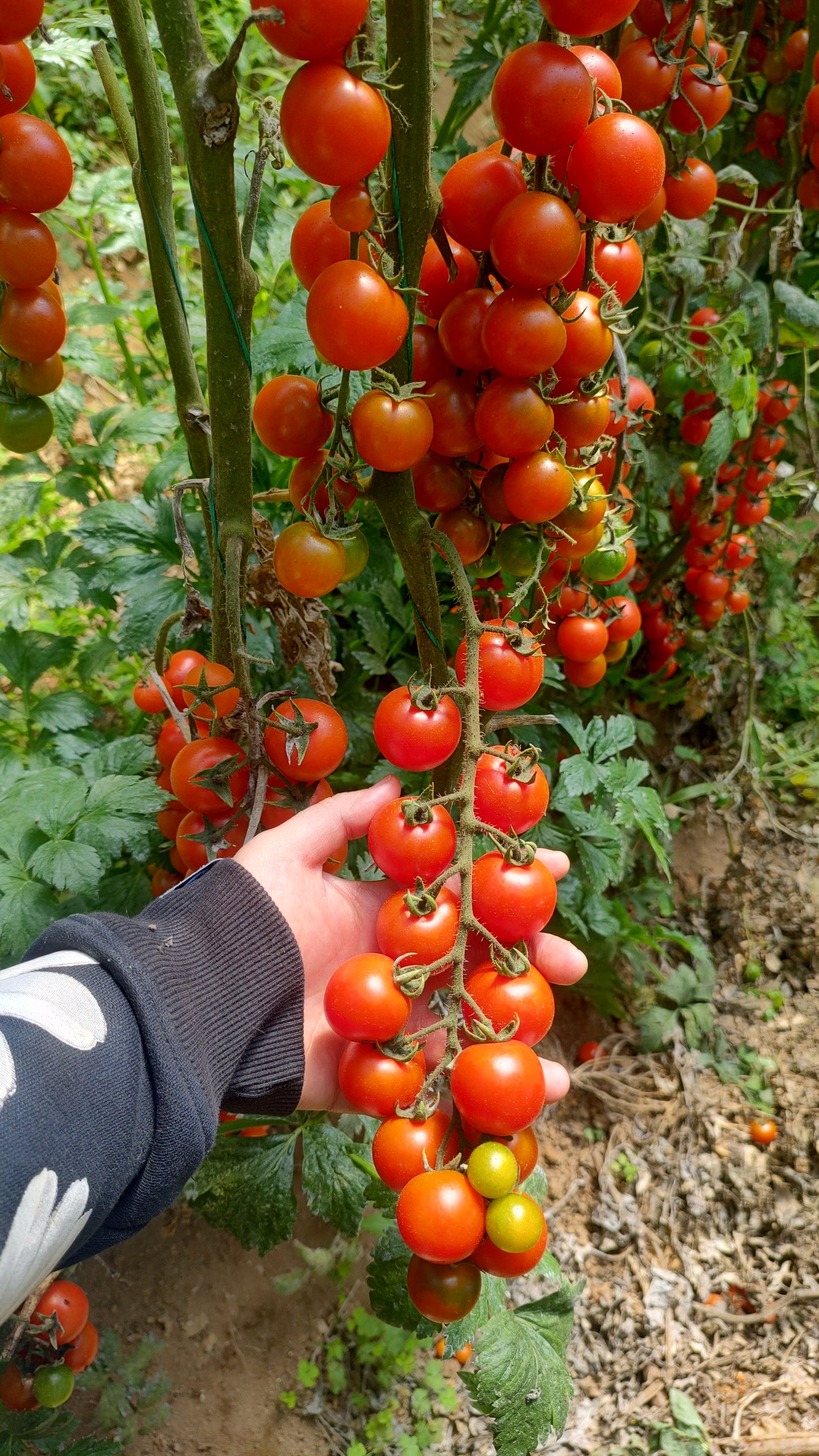 Tomate cherry