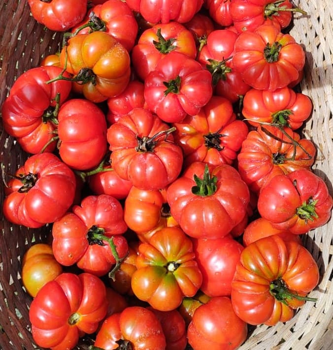 Semilla tomate zapoteca