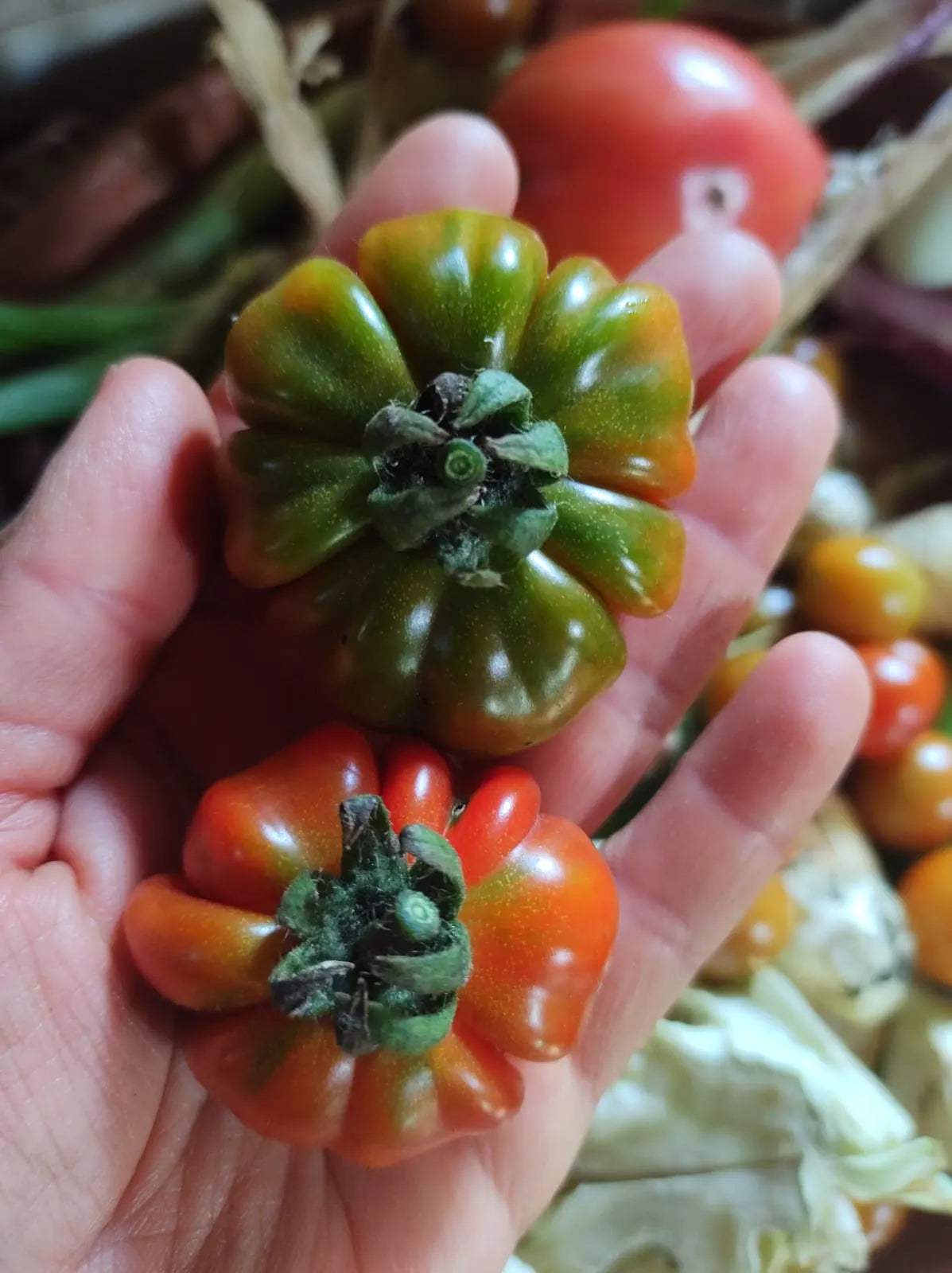 Semilla tomate zapoteca