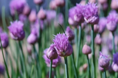 Flores de cebollín (50g)