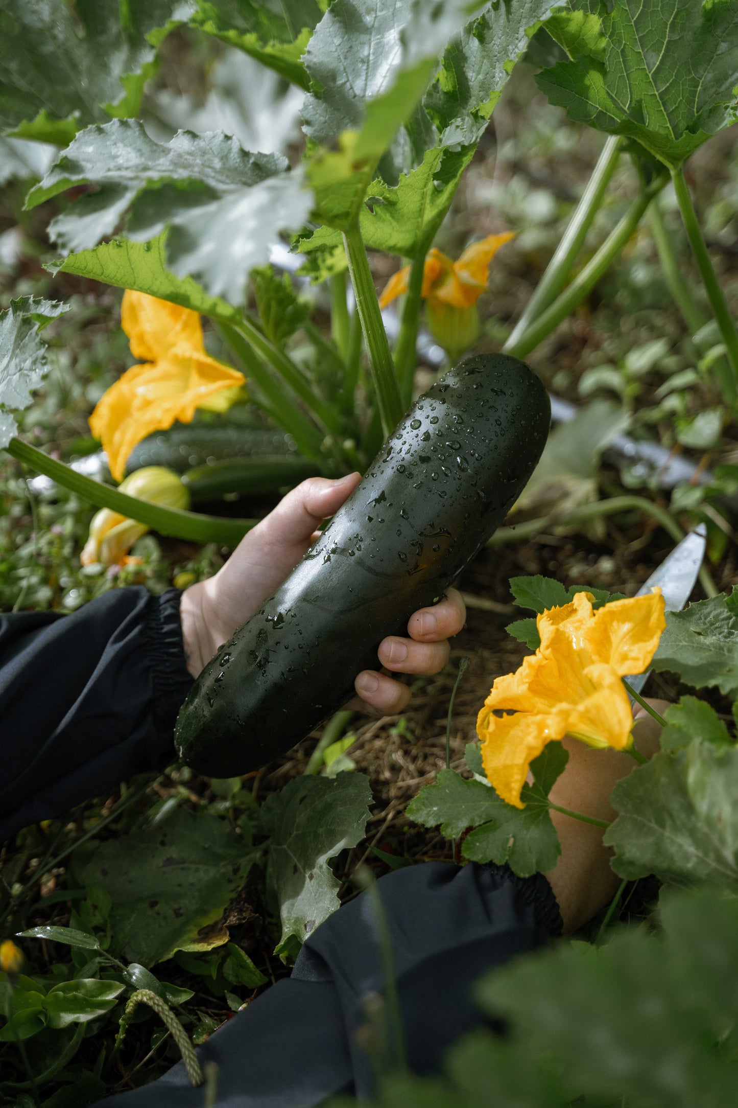 Zucchini (1ud)