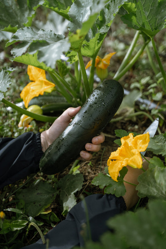 Zucchini (1 unit)