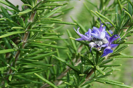 Rosemary (100g)