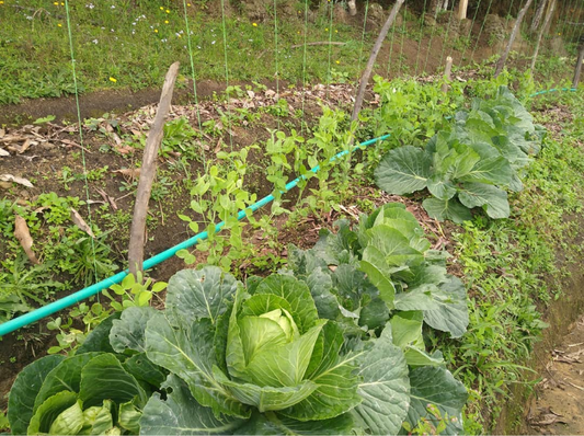 Cabbage (1 unit)