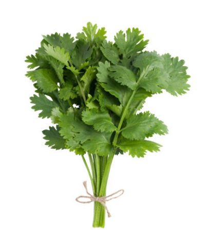 Cilantro (100g)